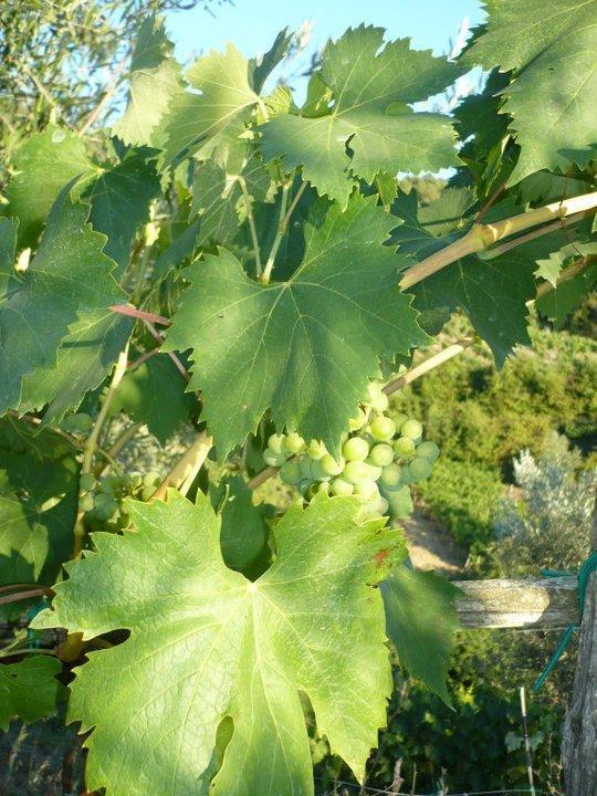 Willa Agriturismo Poggio All'Olmo Greve in Chianti Zewnętrze zdjęcie